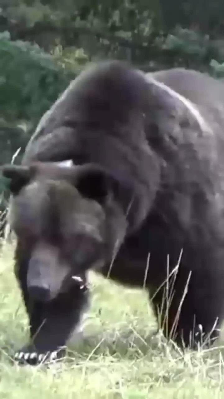 灰熊大胜,背后故事令人感动的简单介绍 灰熊大胜,背后故事令人感动的简单介绍